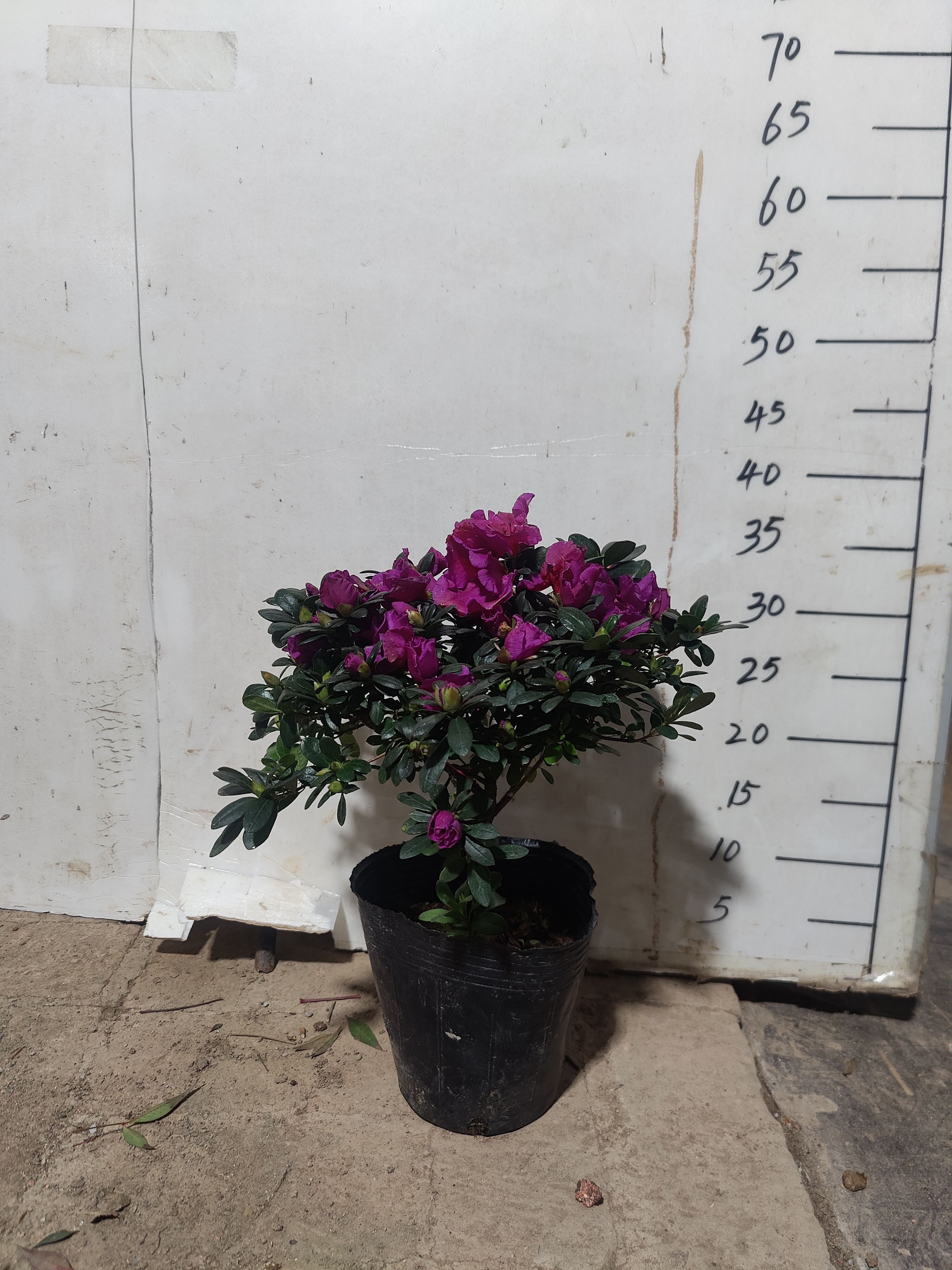 紫色杜鹃花送保温