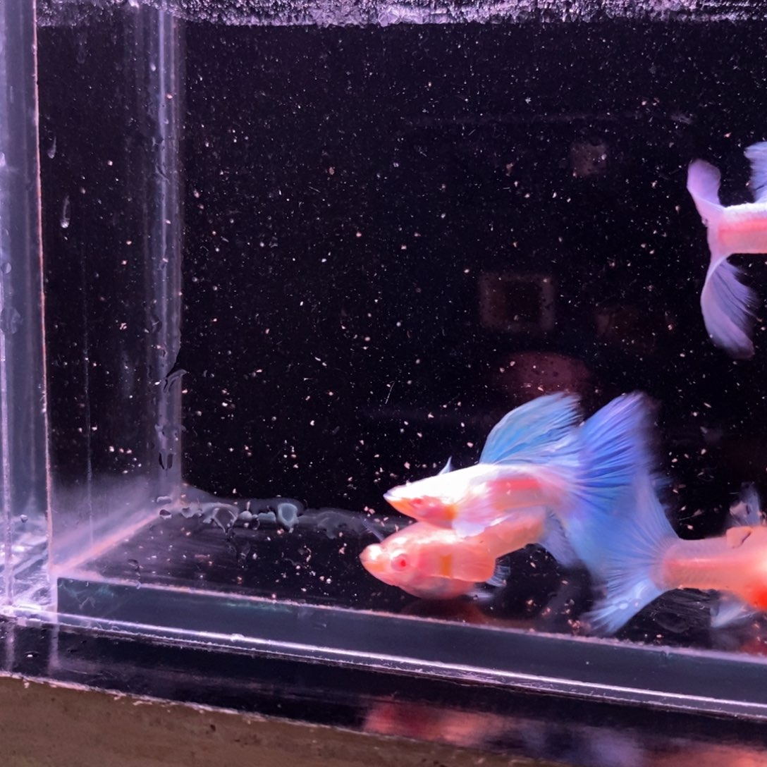 豆***妈孔雀鱼蓝色飞船两对