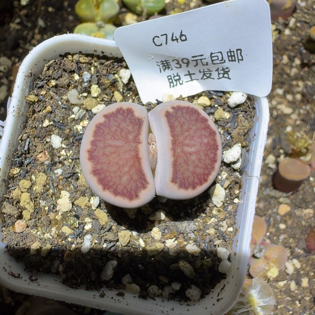 °***746多肉哈哈哈哈哈哈哈