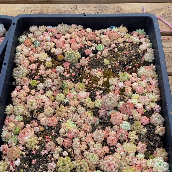 768多肉植物保护研究所