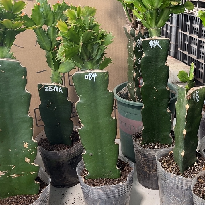 燕****当前无花朵，栽培后可花朵084