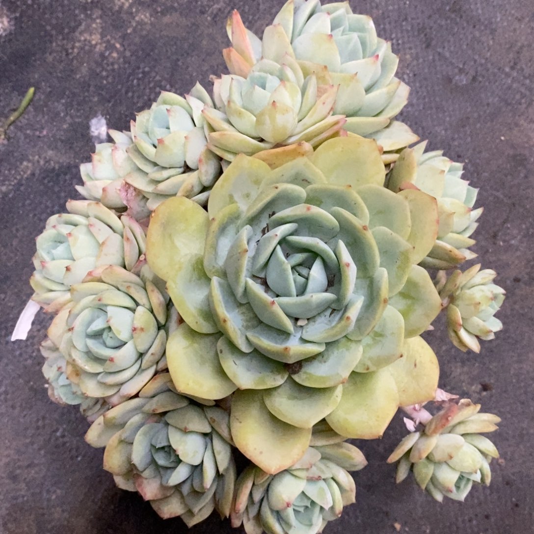 韩国恋曲手捧老桩