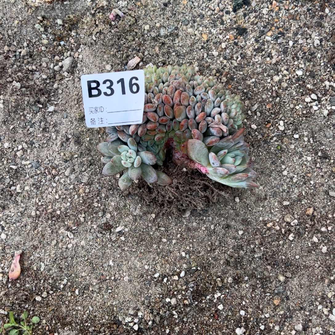 糯***跑b316drdrdrdrdr多肉