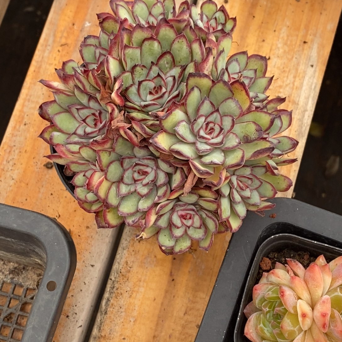 精品多肉一物一拍不包整134