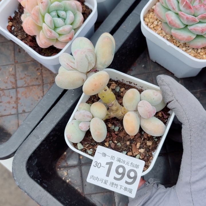大叶奶多肉多肉多肉植物多肉