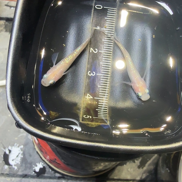 青鳉鱼26号拍品粉王华