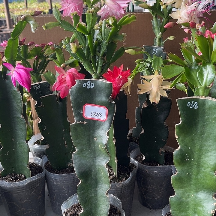 华***姐当前无花朵，栽培后可花朵080