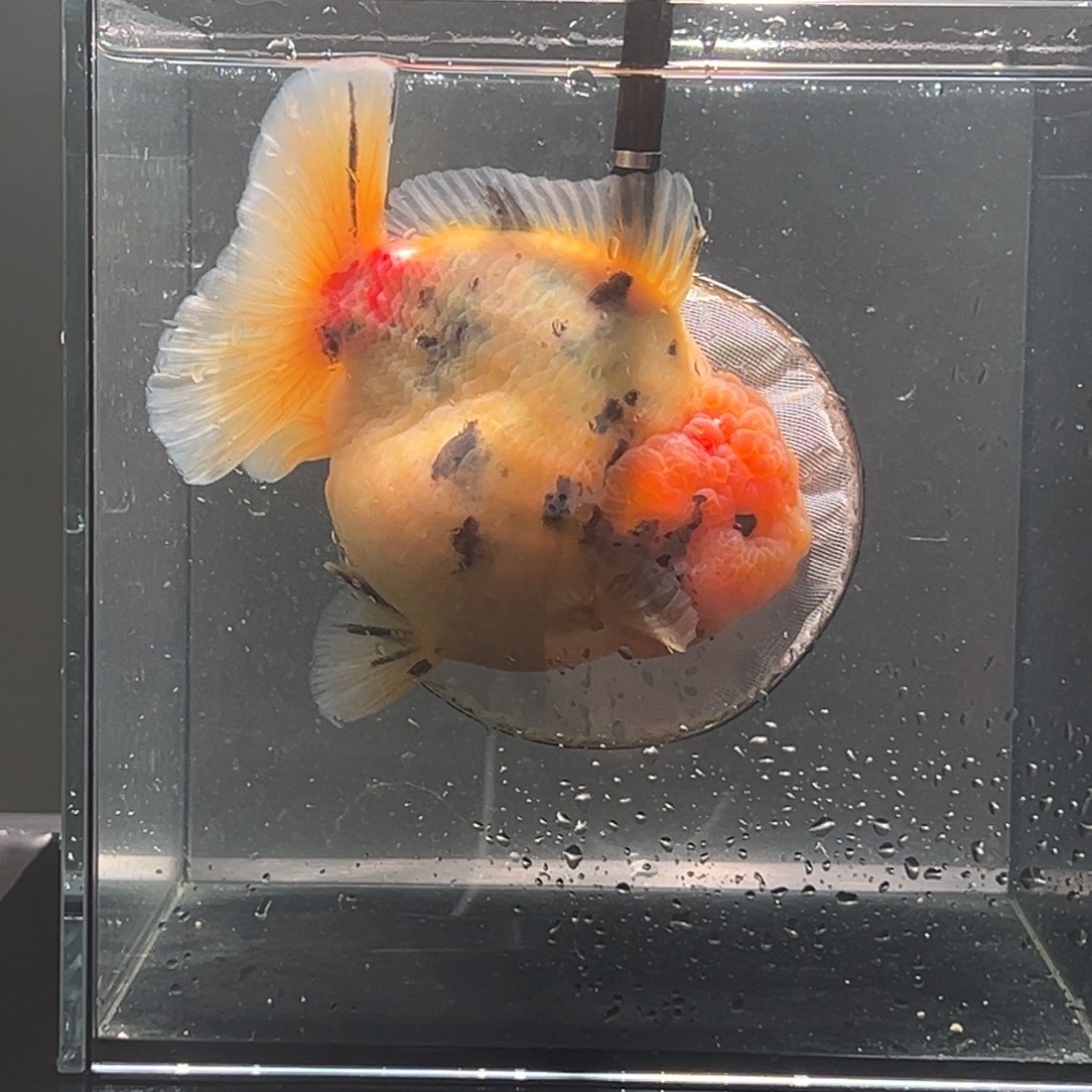 金鱼0349985456666998