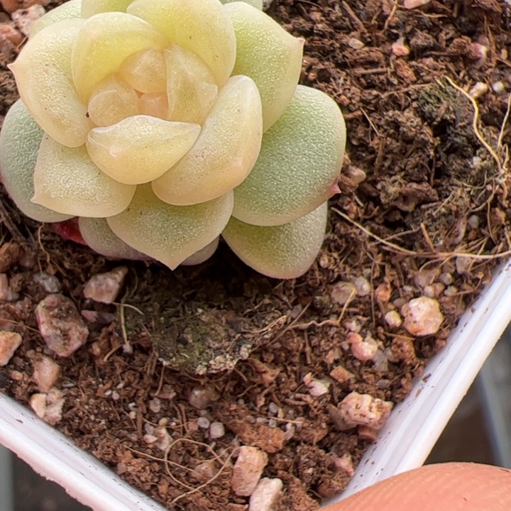 西***歪一物一拍，精品糖心，尺寸不大介意勿拍