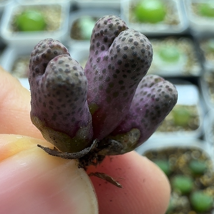 老马生石花斑马2228