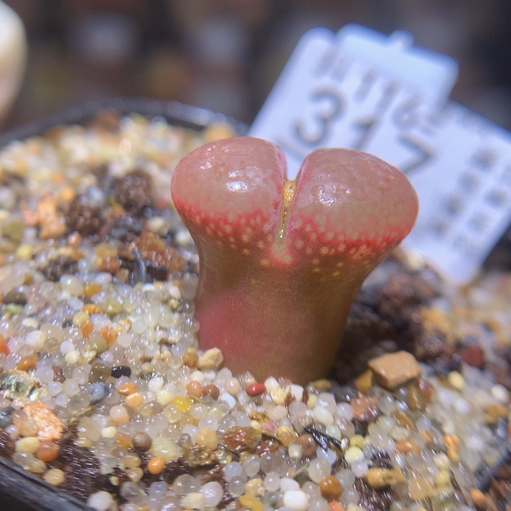 精品生石花117.223红宝石