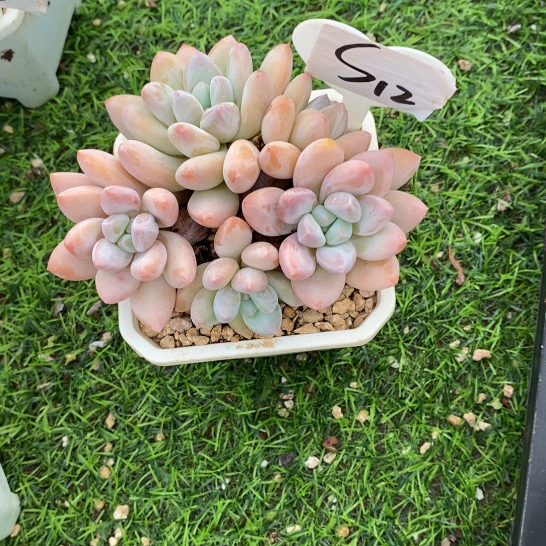 所***见精控香水群多肉植物
