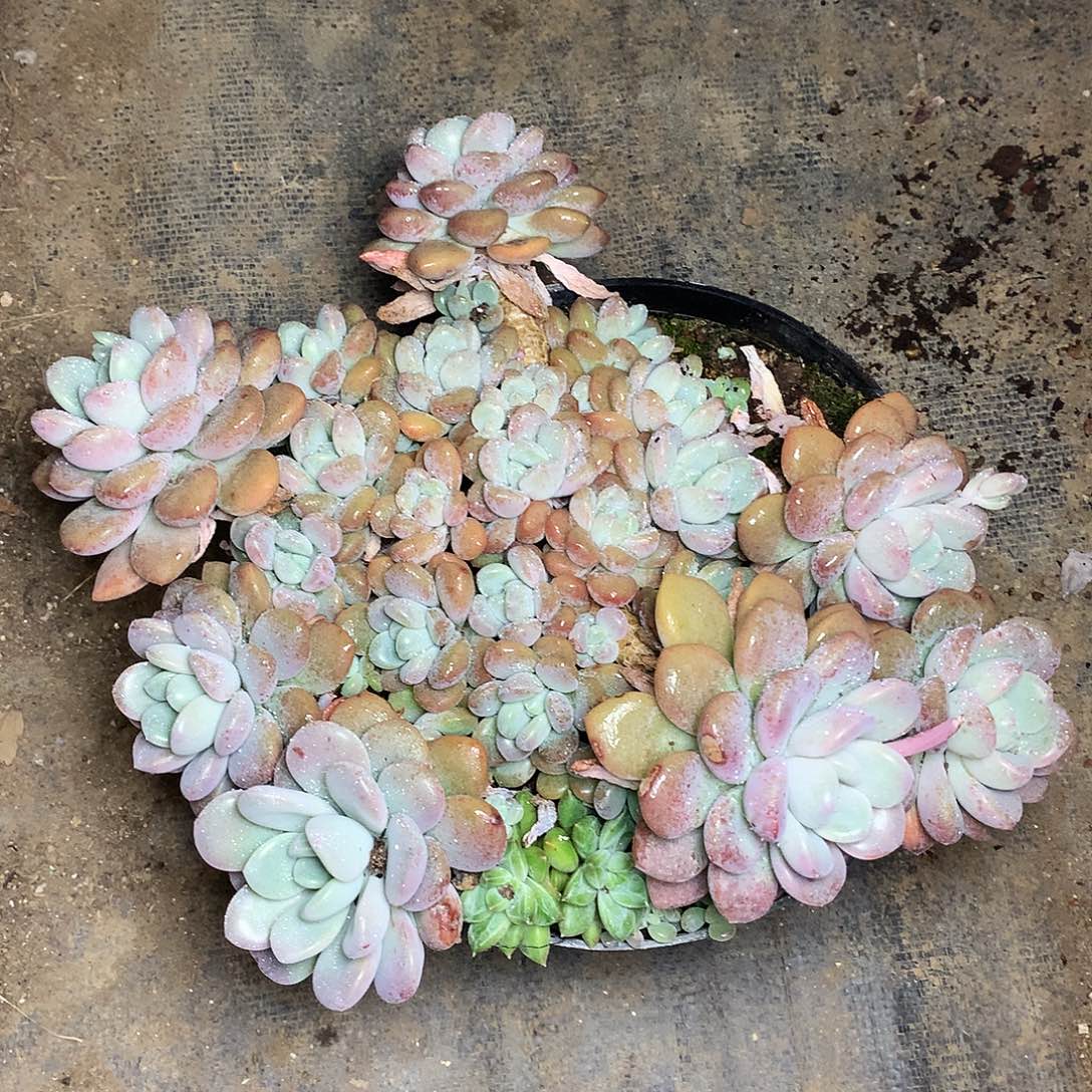 白鹭多肉一物一拍