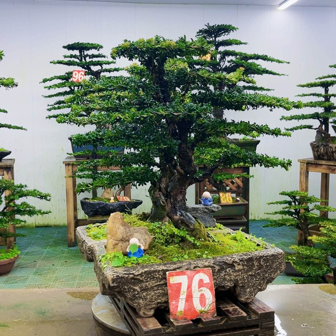 【闪购商品】无花朵