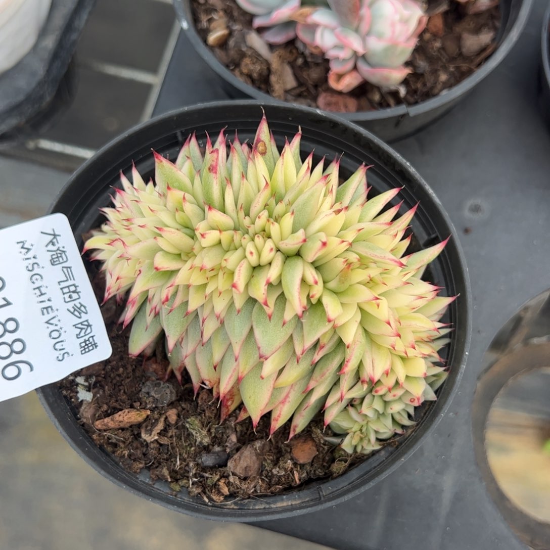 东云锦缀一物一拍1886