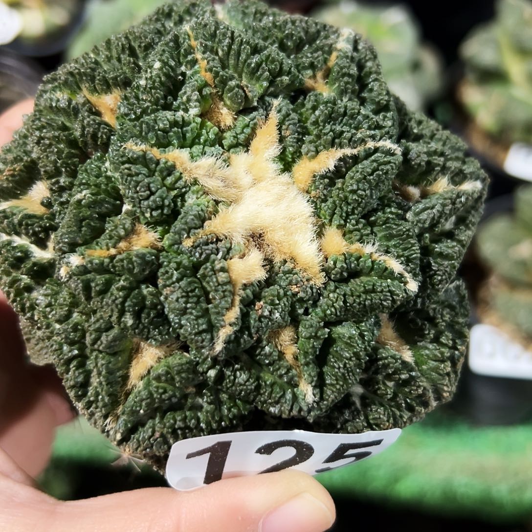 无花朵福利龟甲牡丹125球缺水