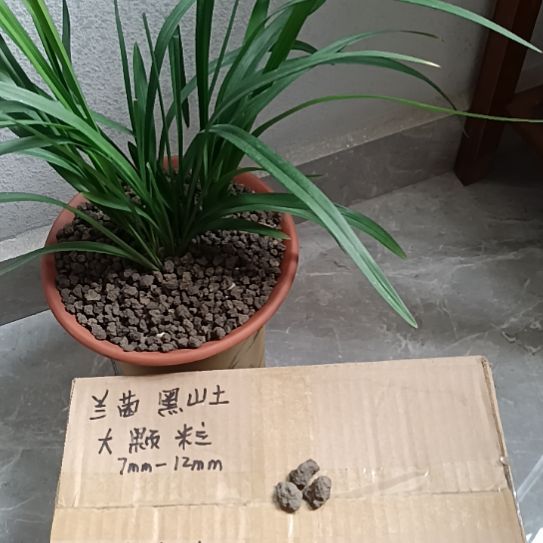风***瘦兰菌颗粒大颗粒6.6斤