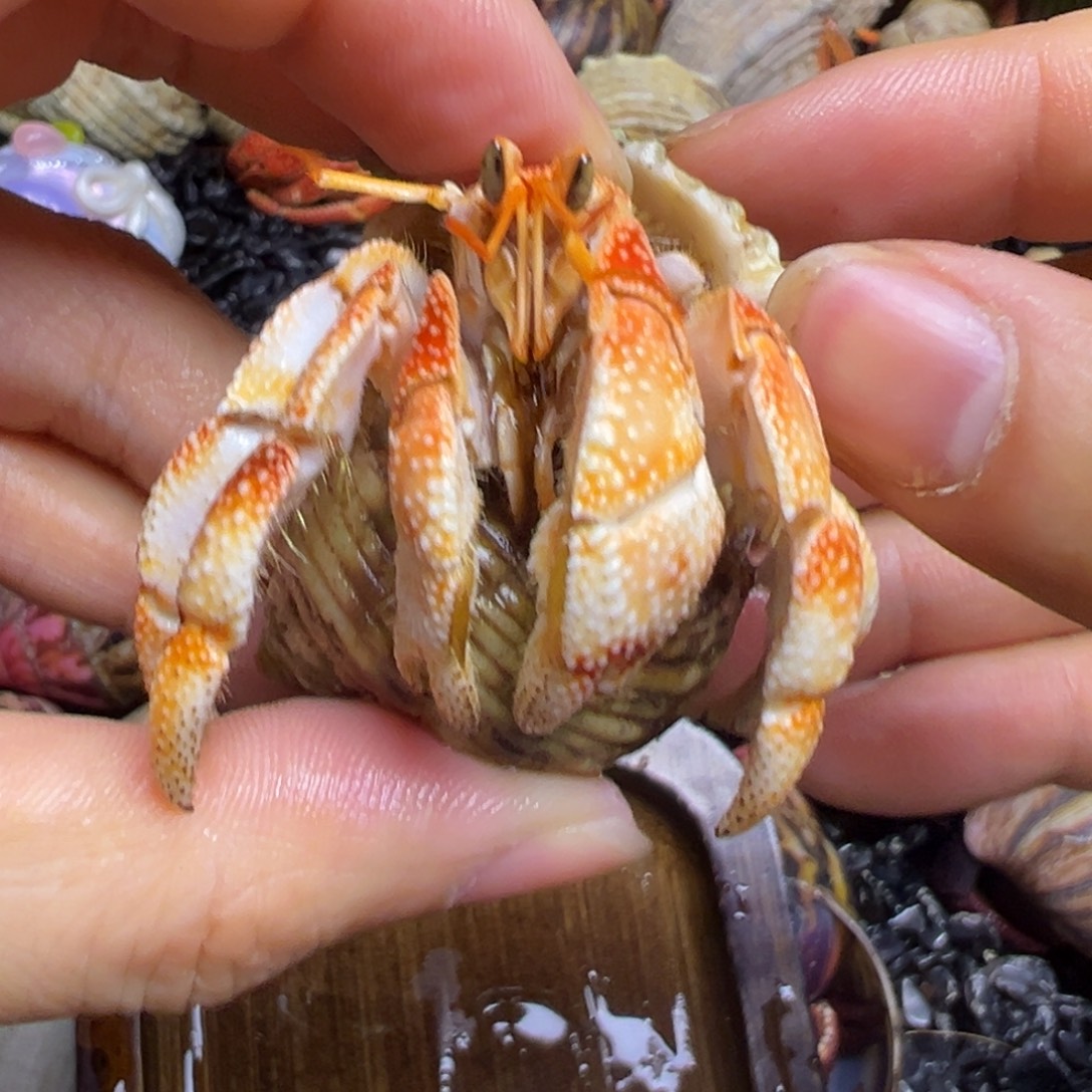 爬宠毛球寄居蟹2.3口