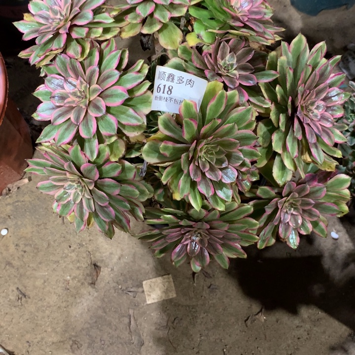 618粉黛多肉植物特价