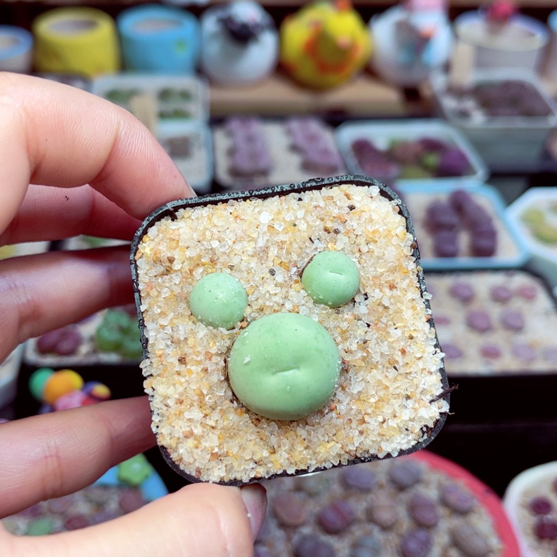 145号带盆包邮发货