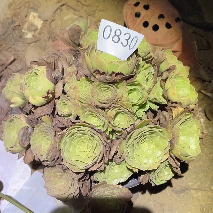 多肉植物法师830万圣节