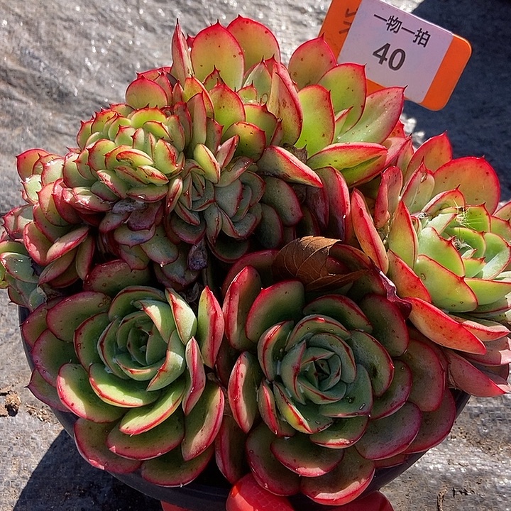 40 一物一拍不退不换