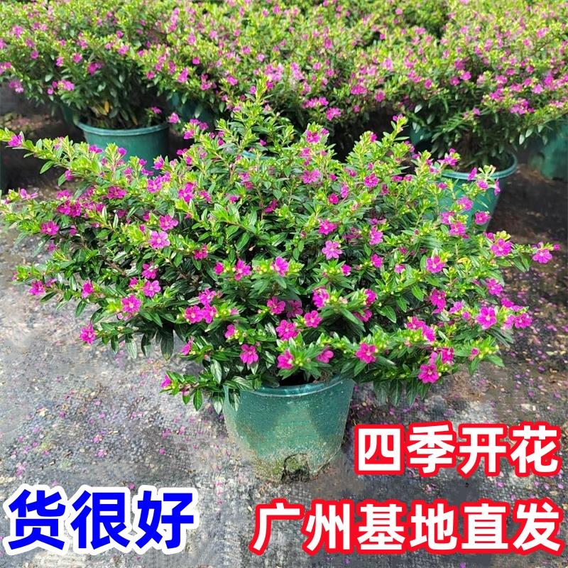 满天星盆栽日本星花带花苞庭院花卉绿植易养四季开花常青花园植物