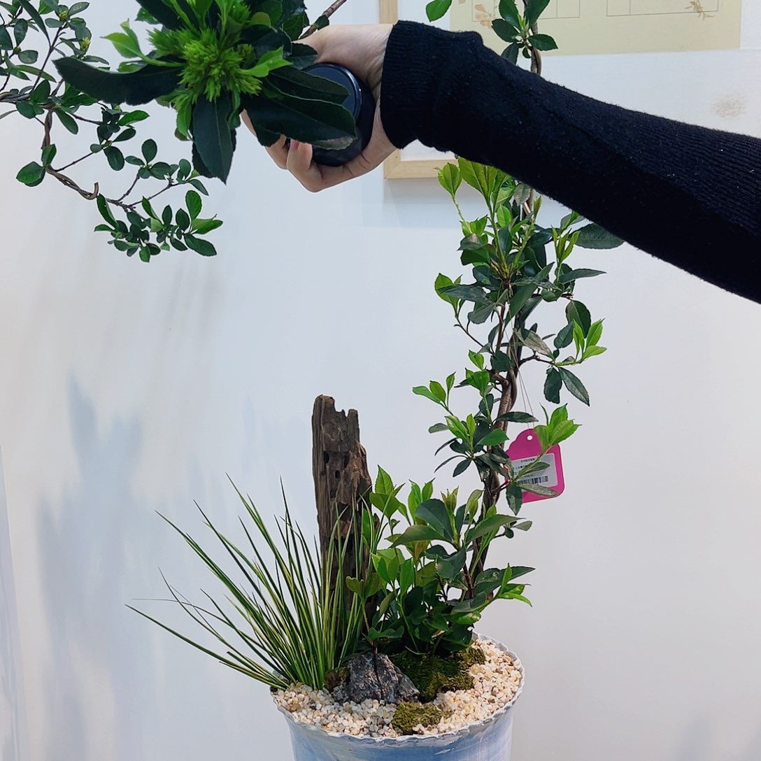 高端绿植一物一拍