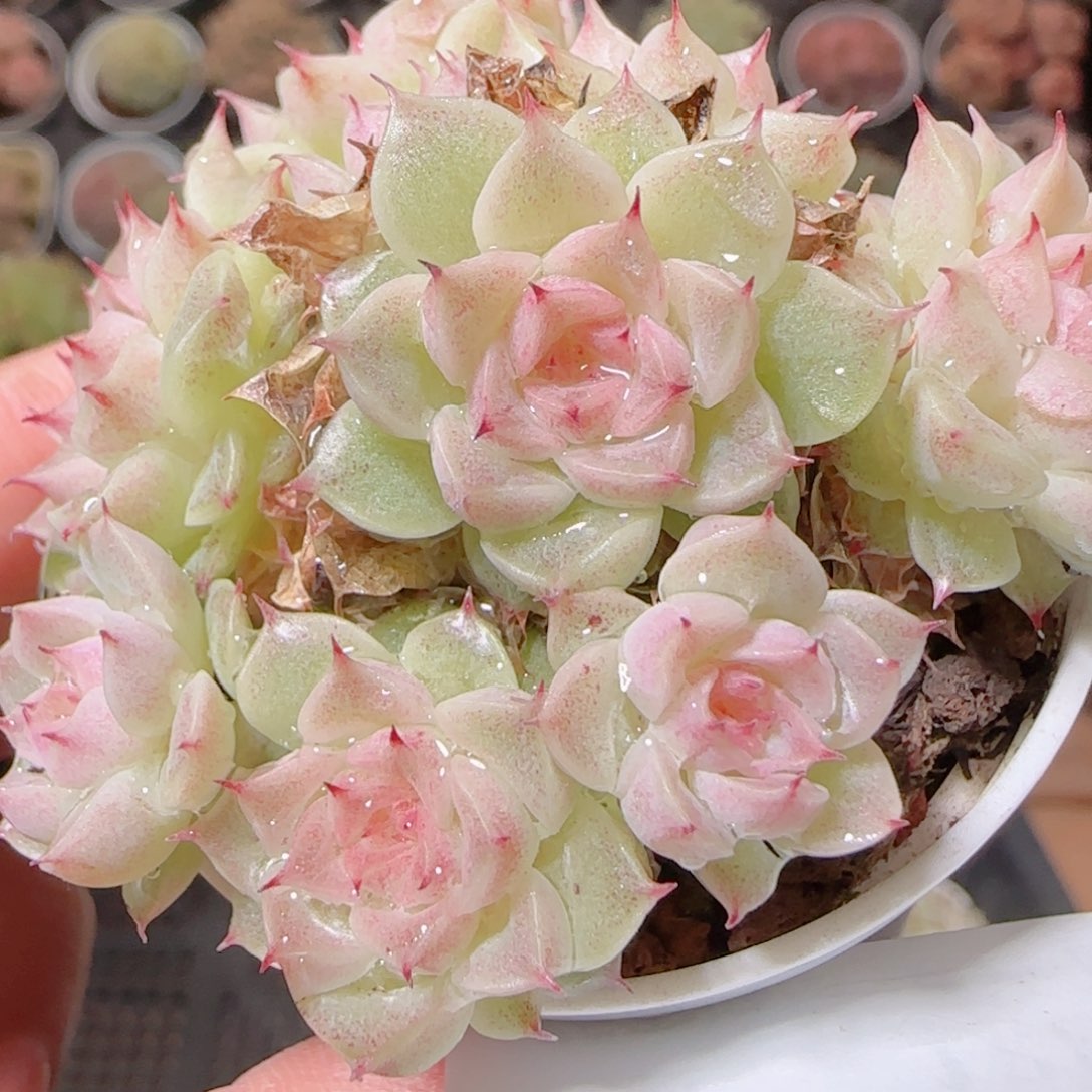 花语多肉1207-89散