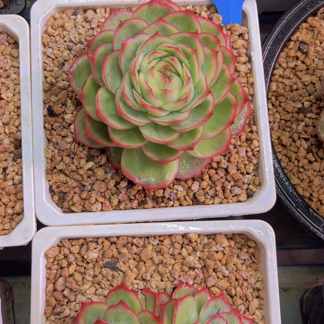 拾***柒水晶玫瑰锦Ａ５９８一颗一物一拍