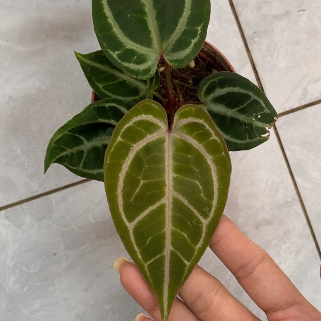 不开花植物11 红水晶杂