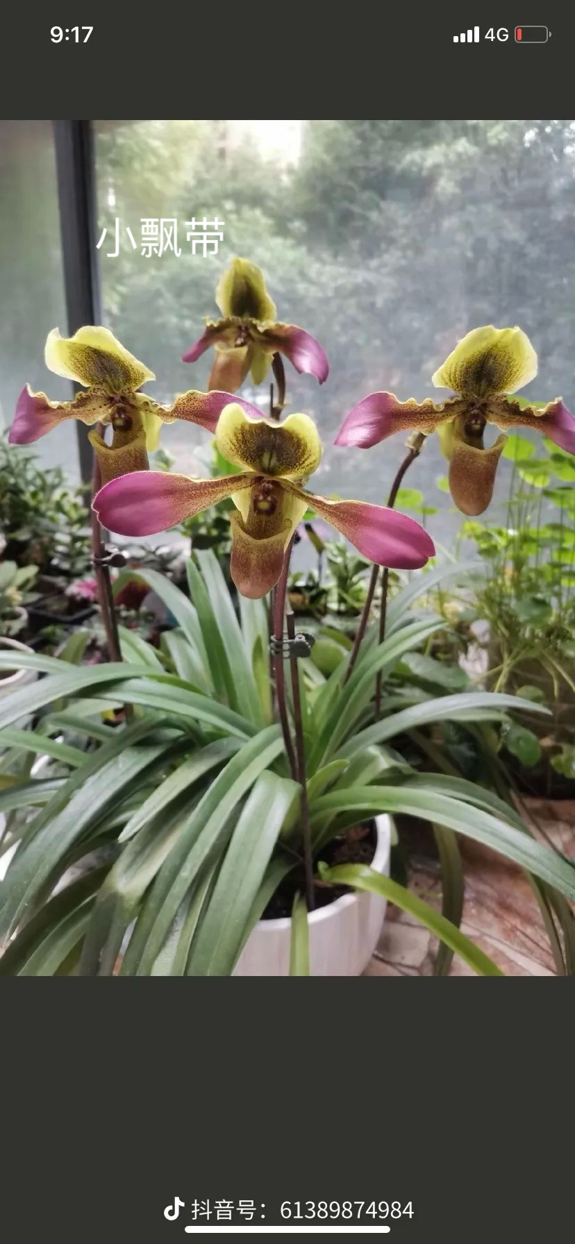 带叶兜兰兰花盆栽带花苞发货室内外绿植花卉好养活