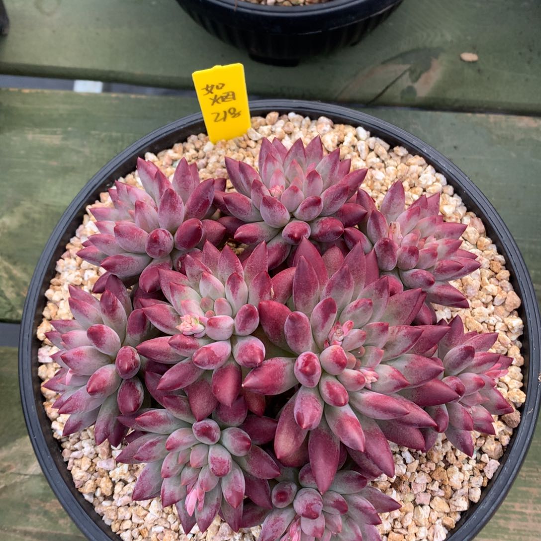 如烟 多头 一颗   