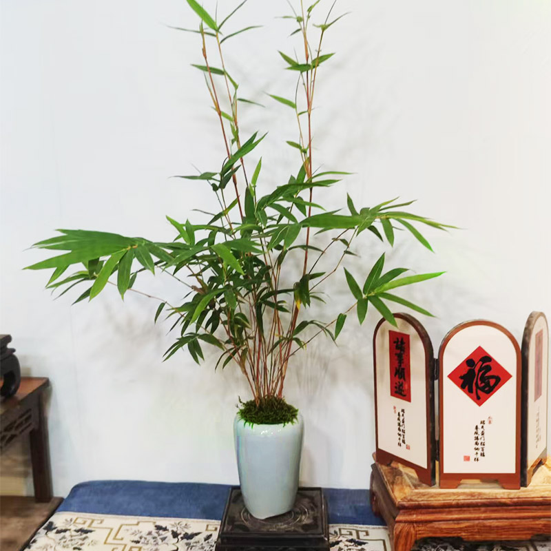 丛林红竹观音竹八爪鱼南天竹精致桌席茶台非常盆栽植物室内高级感