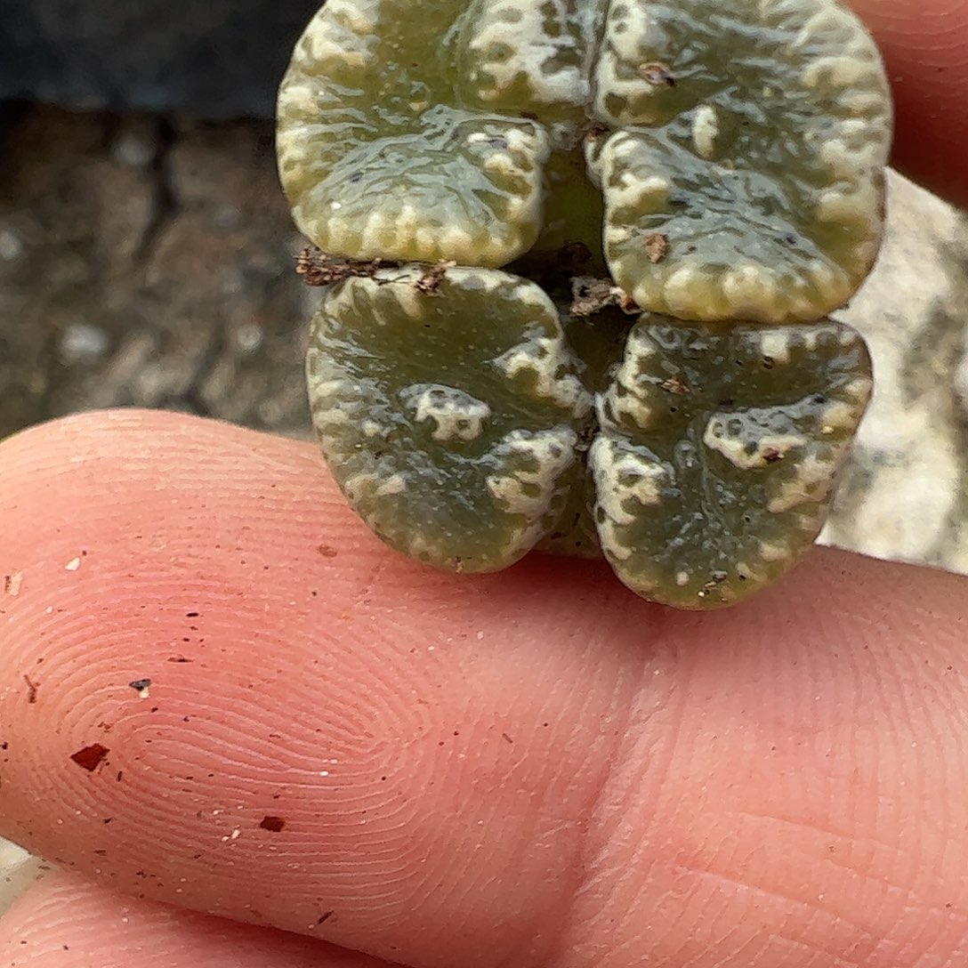 一物一拍优选蕾丝蝴蝶366