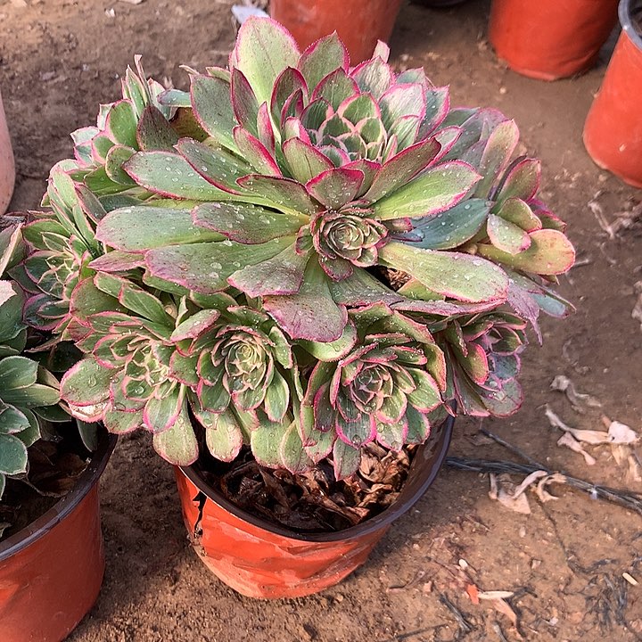 燕*多肉植物莲花座23