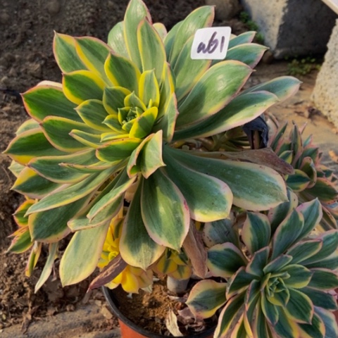 灿烂会黑斑多肉植物61多肉不包断