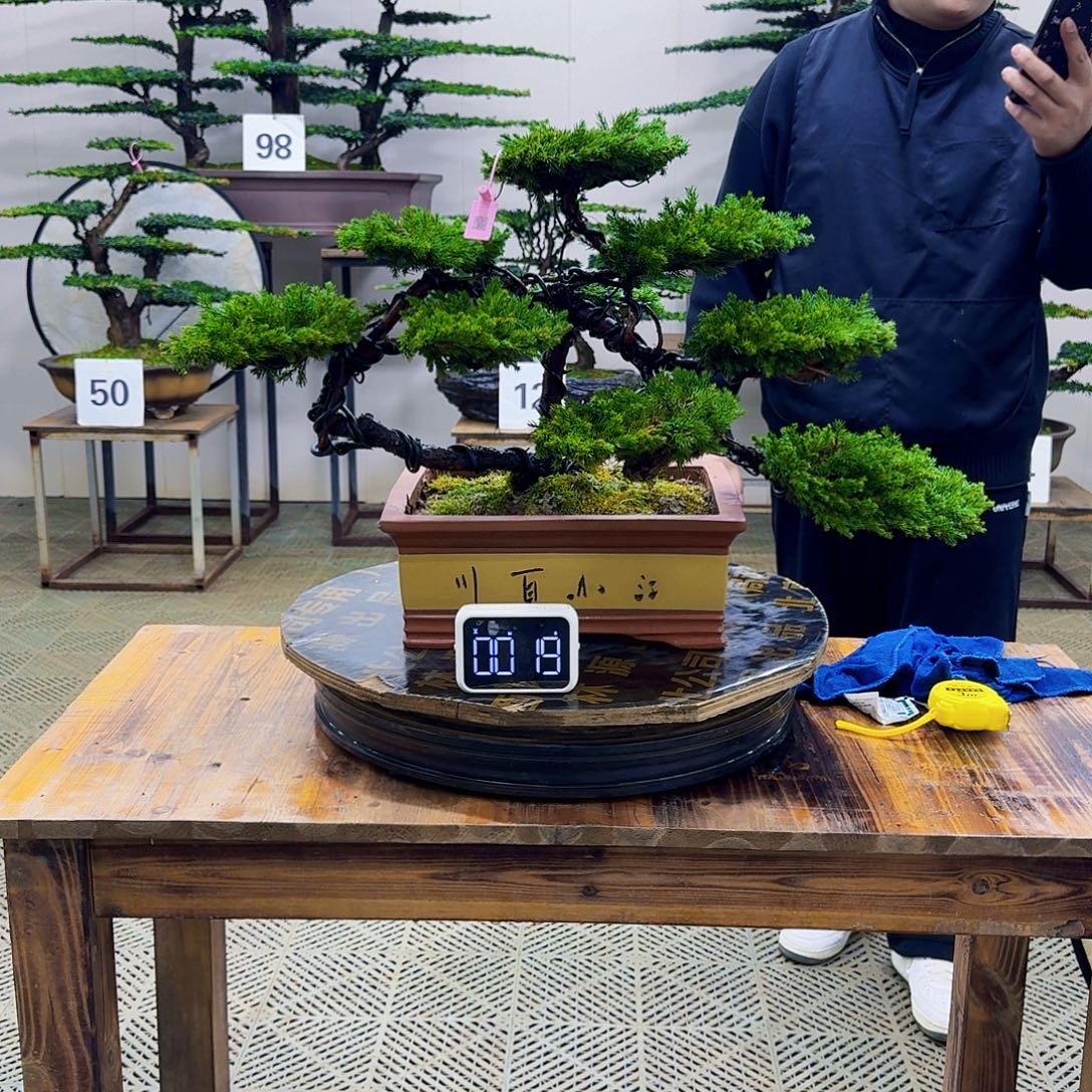 无花朵柏树造型盆景