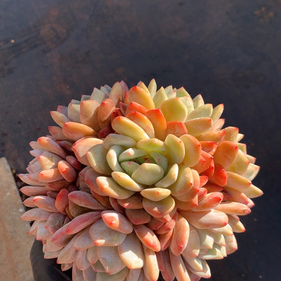 276号新疆西藏内蒙古不包邮的