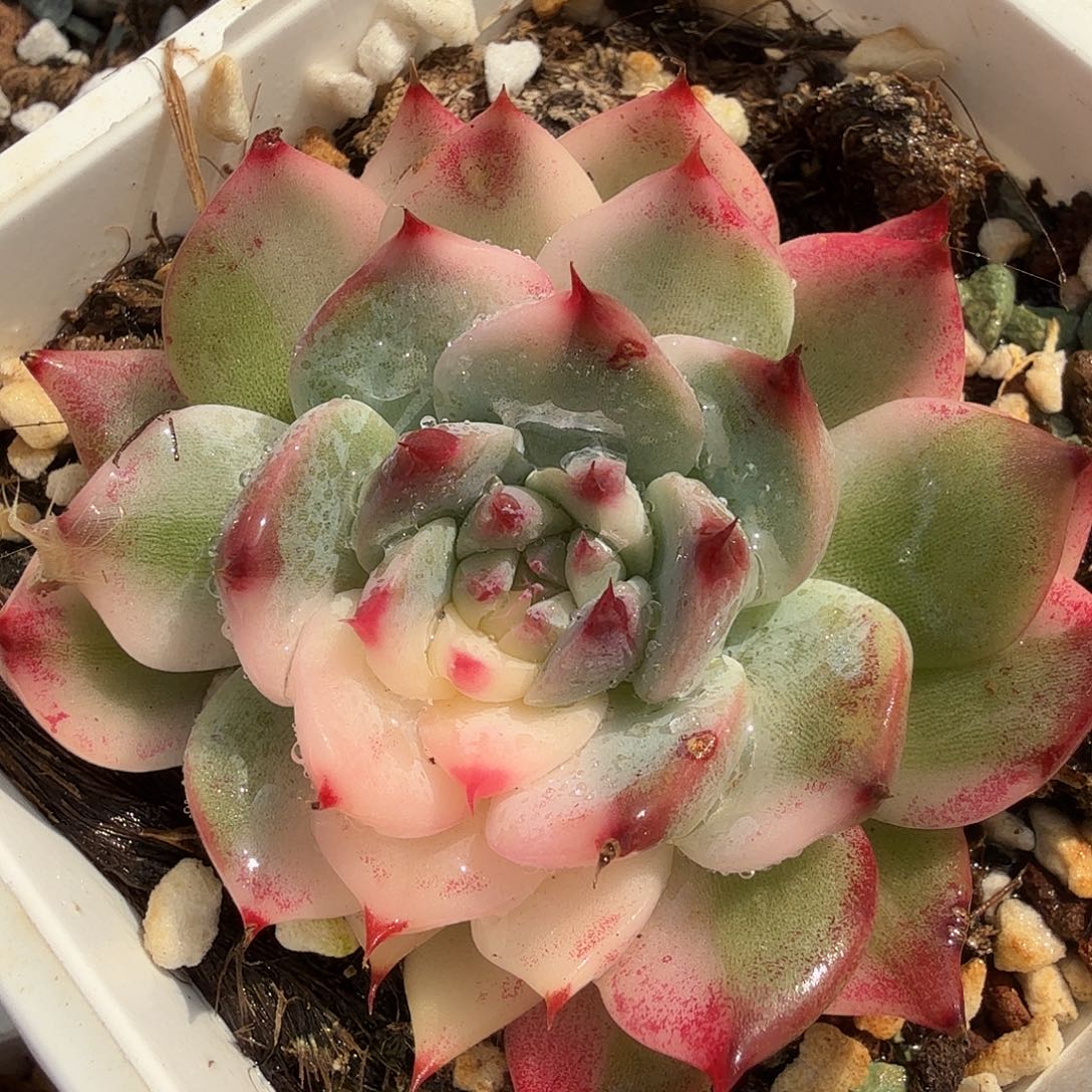 吉娃娃锦，好看好看