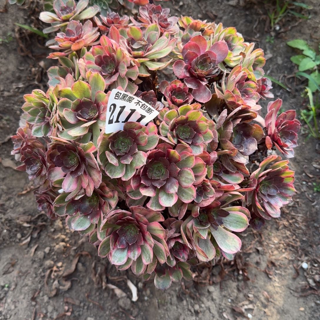 17-2法师万七彩2111