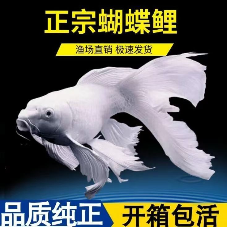 精品11-13纯种蝴蝶鲤观赏鱼大鳍大尾冷水好养耐活