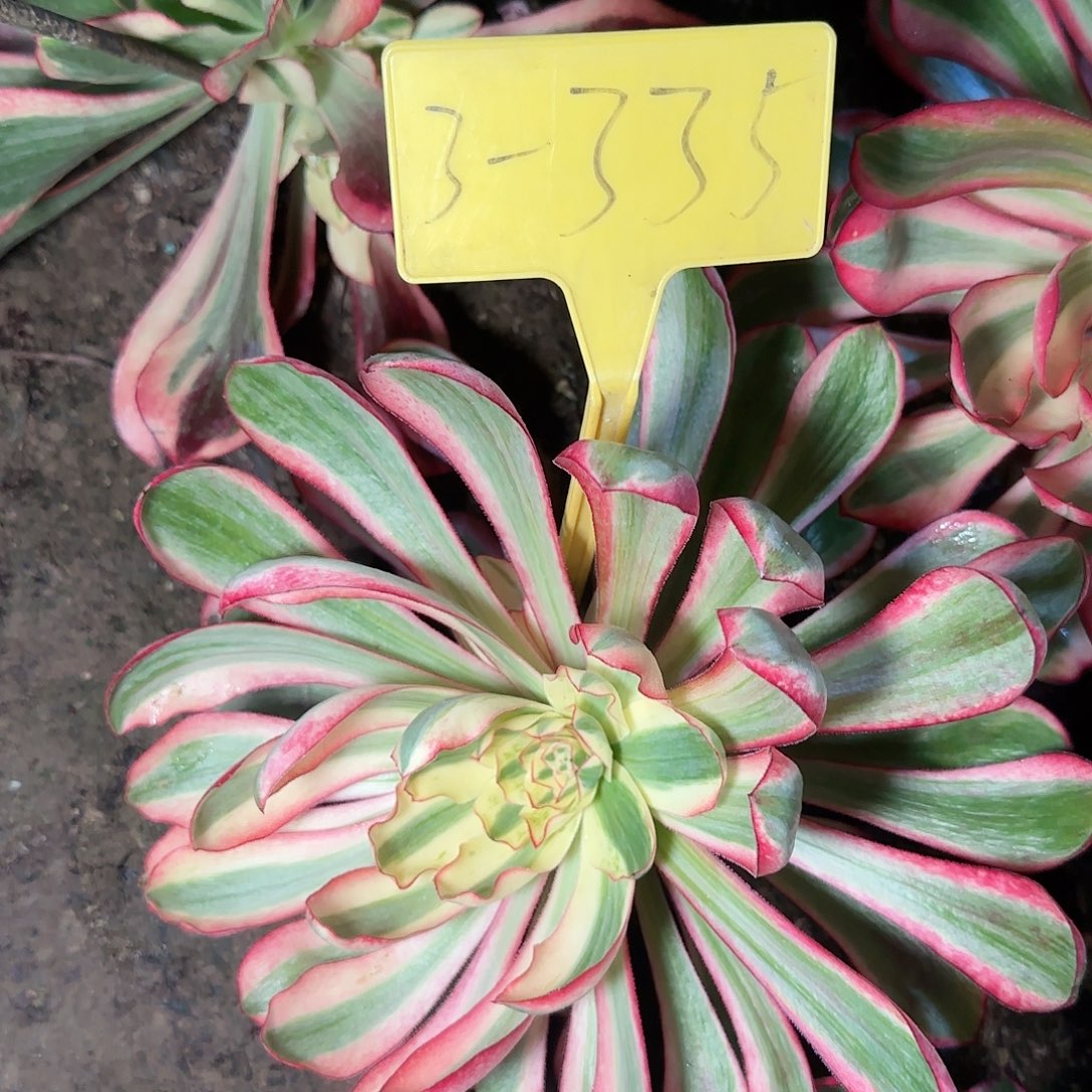 3-335---多头多肉植物