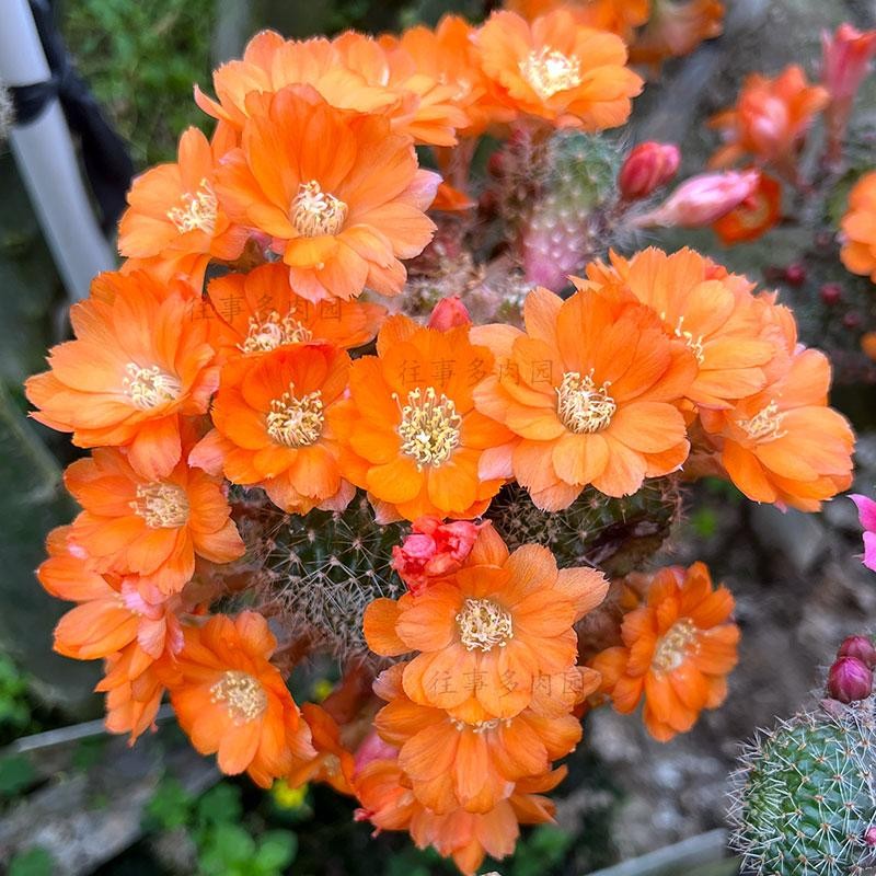爱马仕橙宝山属小型仙人球圆瓣好养爱开花不扎手花色包对版淡雪21