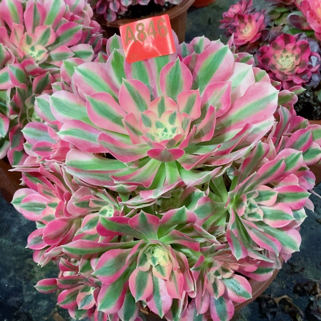 粉女巫846多肉11111