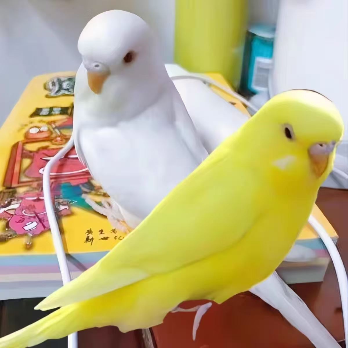 a鸟笼2只鹦鹉亲人粘人