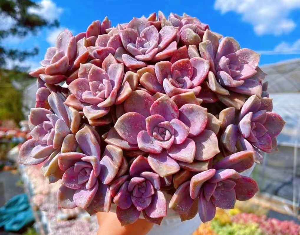 Y糖心紫乐（拍一发二）【元旦迎新】【年宵纳福】年宵花多肉植物 带盆土