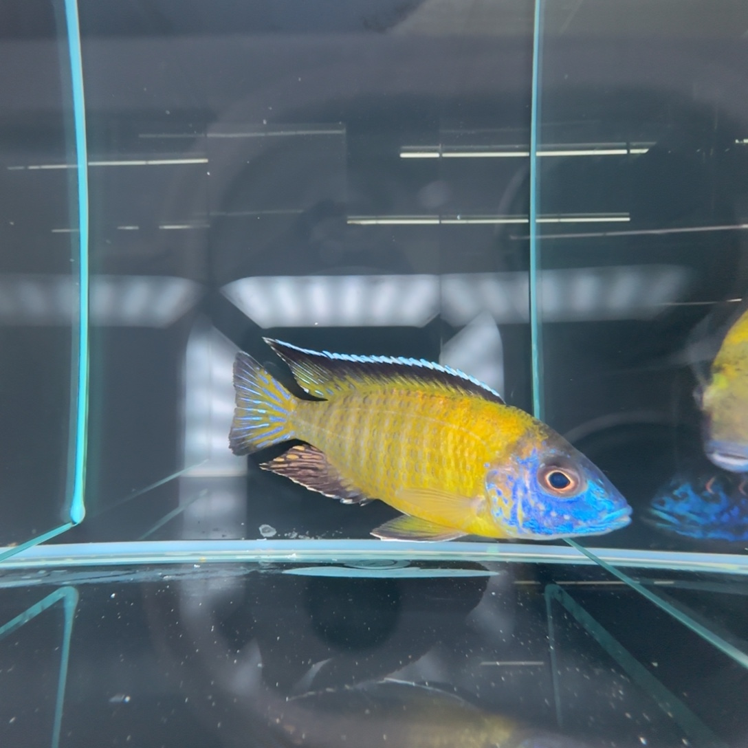 海水鱼A065-太阳11公分左右