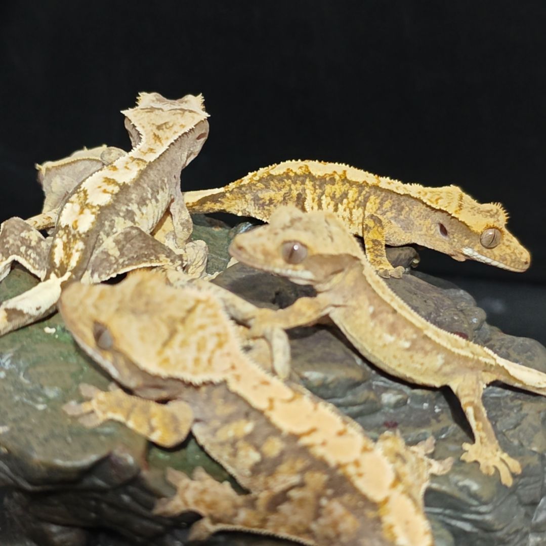 睫角守宫睫角守宫补差价