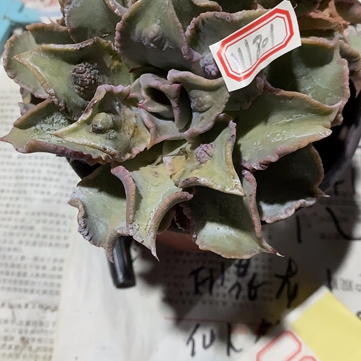 完美主义者勿拍饺子皮111801